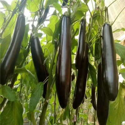 布利塔茄子嫁接苗 佳鸿种业 765长茄苗 嫁接圆茄苗 欢迎致电咨询 布利塔茄子嫁接苗 佳鸿种业 765长茄苗 嫁接圆茄苗 欢迎致电咨询