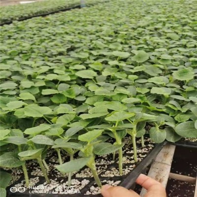 布利塔茄子嫁接苗 佳鸿种业 765长茄苗 嫁接圆茄苗 欢迎致电咨询图4