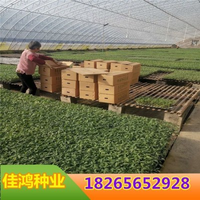 布利塔茄子嫁接苗 佳鸿种业 765长茄苗 嫁接圆茄苗 欢迎致电咨询图2