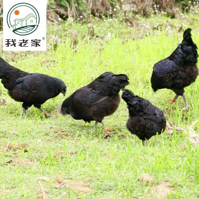 我老家绿壳土鸡蛋50枚鸡场直销散养绿壳土鸡蛋一件代发顺丰发货图3