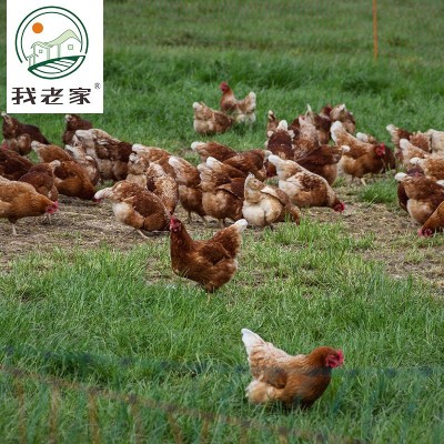 我老家土鸡蛋40枚 品质款土鸡蛋散养厂家直销农家土鸡蛋批发图2