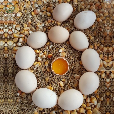 我老家土鸡蛋40枚 品质款土鸡蛋散养厂家直销农家土鸡蛋批发图4