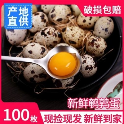 农家散养生鹌鹑蛋新鲜现捡现发农家杂粮喂养生的鹌鹑鸟蛋营养图5