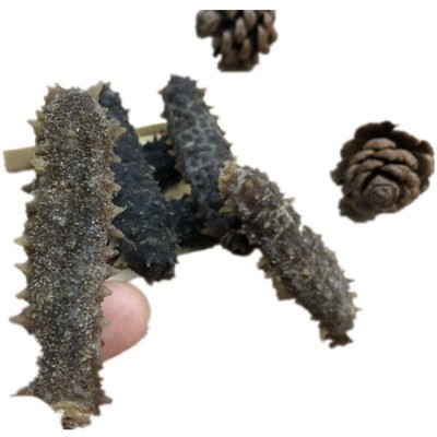 黑刺参 批发马来西亚黑刺王刺皇参黄肉参黄玉参产地直销图3