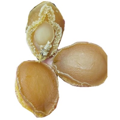 干鲍鱼 批发大连鲍干货非南非干鲍溏沁鲍日本网鲍500克图5