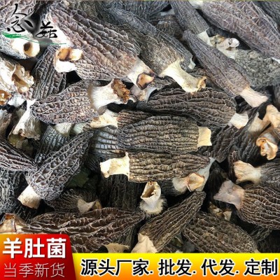 煲汤食用干货羊肚菌5-7cm 云南特产 源头产地 酒店餐饮走量批发 煲汤食用干货羊肚菌5-7cm 云南特产 源头产地 酒店餐饮走量批发