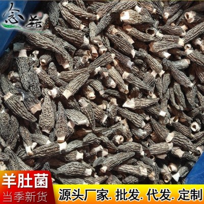 产地货源干货羊肚菌2-4cm 羊肚菇土特产酒店餐饮食用厂家批发 产地货源干货羊肚菌2-4cm 羊肚菇土特产酒店餐饮食用厂家批发