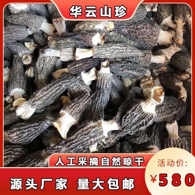 产地货源干货羊肚菌2-4cm 羊肚菇土特产酒店餐饮食用厂家批发图2