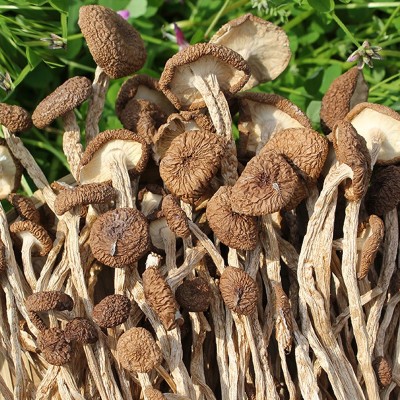 产地货源福建古田不开伞茶树菇干货500g新货食用菌蘑菇茶薪菇图4