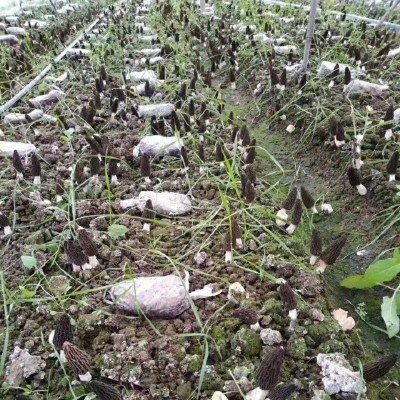 公斤装新鲜羊肚菌种植羊肚菌春节礼品月子孕妇食用菌支持代发图3