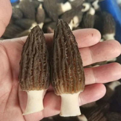 公斤装新鲜羊肚菌种植羊肚菌春节礼品月子孕妇食用菌支持代发图2