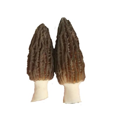 公斤装新鲜羊肚菌种植羊肚菌春节礼品月子孕妇食用菌支持代发图5