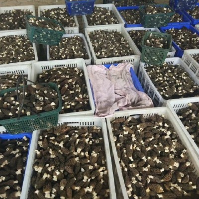 公斤装新鲜羊肚菌种植羊肚菌春节礼品月子孕妇食用菌支持代发图4