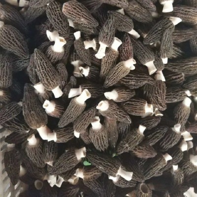 公斤装新鲜羊肚菌种植羊肚菌春节礼品月子孕妇食用菌支持代发 公斤装新鲜羊肚菌种植羊肚菌春节礼品月子孕妇食用菌支持代发