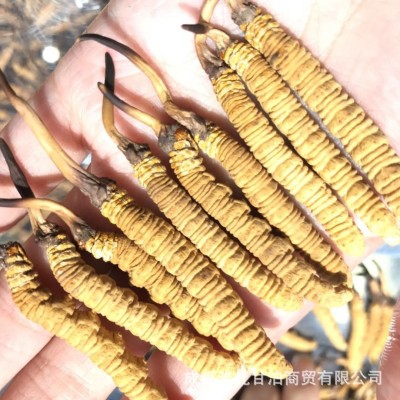 批发玉树那曲冬虫夏草规格齐足干青海虫草自刷西藏虫草可代发图5