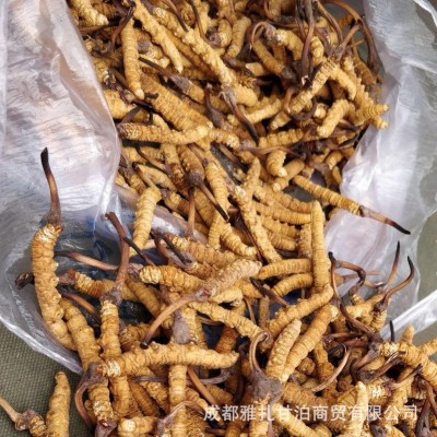 批发玉树那曲冬虫夏草规格齐足干青海虫草自刷西藏虫草可代发图3