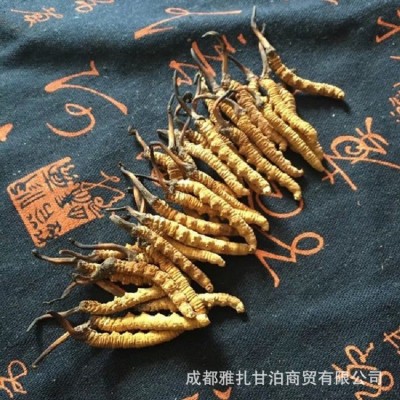 批发玉树那曲冬虫夏草规格齐足干青海虫草自刷西藏虫草可代发图2