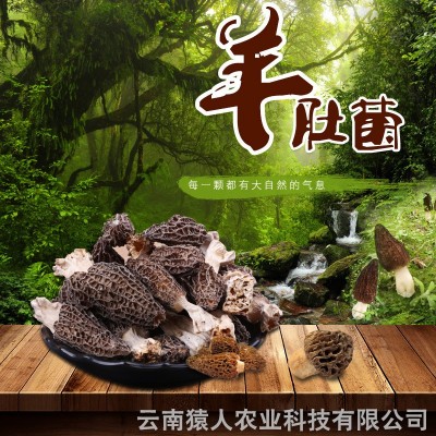 云南山货羊肚菌盒装 羊肚菌干货带柄食用菌批发 100g/盒(面议) 云南山货羊肚菌盒装 羊肚菌干货带柄食用菌批发 100g/盒(面议)