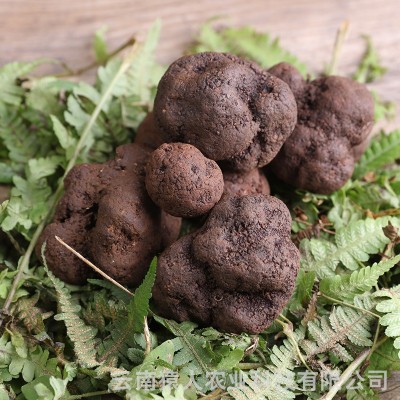 云南新鲜松露美味食用菌批发 产地直供一斤起批（面议）图2