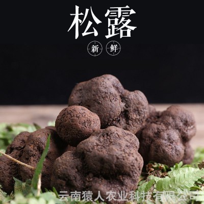 云南新鲜松露美味食用菌批发 产地直供一斤起批(面议)
