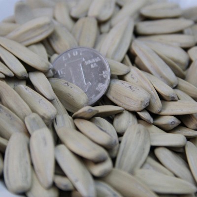 多味瓜子5斤多味瓜子500g年货白色葵瓜子批發散装坚果炒货休闲图4