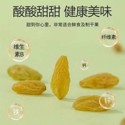 新疆葡萄干特级新货烘焙大颗粒饱满特产果干无核酸甜解馋一件代发图3