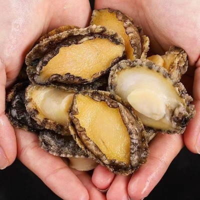 新鲜冷冻鲍鱼肉鲜活速冻冻去牙去壳去内脏火锅食材海鲜水产批发 3斤图3