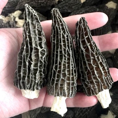 厂家直供羊肚菌新鲜干货颜色好剪脚羊肚菌250克 1袋