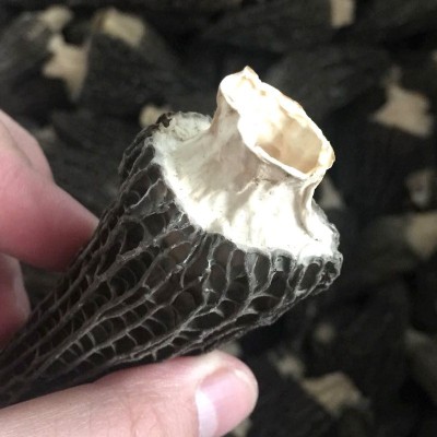 厂家直供羊肚菌新鲜干货颜色好剪脚羊肚菌250克 1袋图3