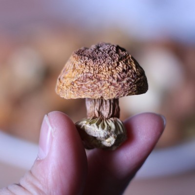 原色姬松茸干货煲汤食材500g 2件图5