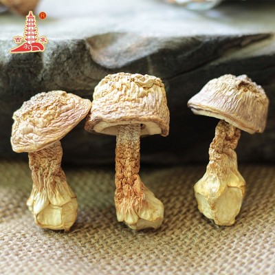 原色姬松茸干货煲汤食材500g 2件图2