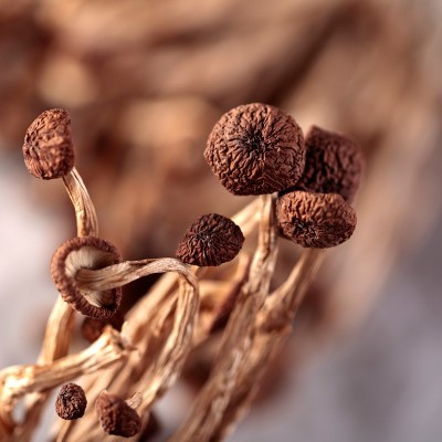 吉尔发不开伞干茶树菇江西广昌茶树菇品质货500克批发 2件