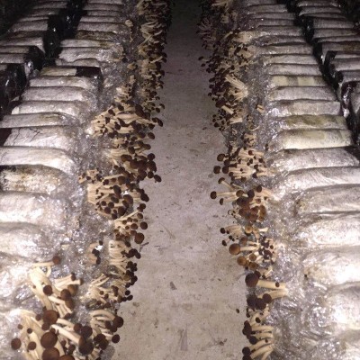 吉尔发不开伞干茶树菇江西广昌茶树菇品质货500克批发 2件图2