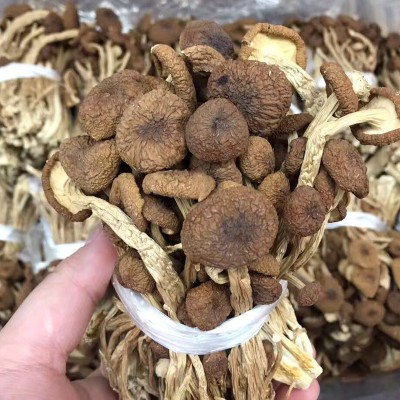 吉尔发不开伞干茶树菇江西广昌茶树菇品质货500克批发 2件图3