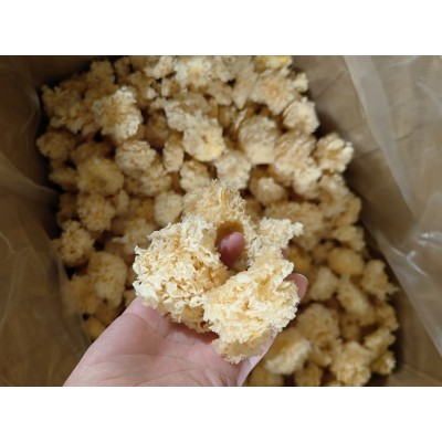 水洗新货无根小银耳干货福建古田白木耳出胶糯银耳莲子羹 1件图2