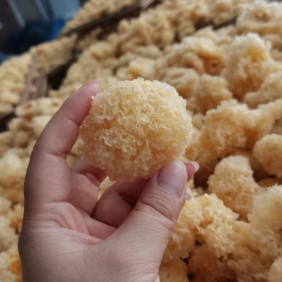 水洗新货无根小银耳干货福建古田白木耳出胶糯银耳莲子羹 1件