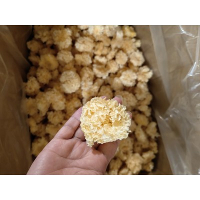 水洗新货无根小银耳干货福建古田白木耳出胶糯银耳莲子羹 1件图5