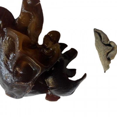 黑木耳特产农产品中小木耳干木耳散装黑木耳干货食用 2件图5