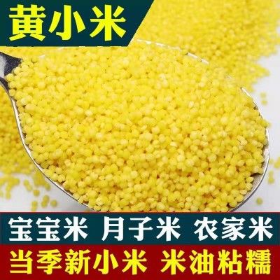 批发内蒙小米 河北小米 新黄小米 宝宝米杂粮米量大从优 现货供应 2件