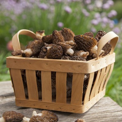 2021新鲜羊肚菌1000g菌菇土特产煲汤酒店餐饮食材批发产地直供 2KG图3