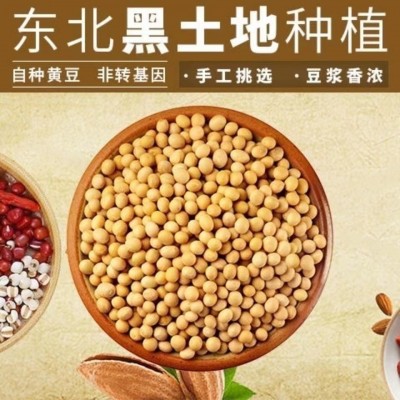 东北黄豆农家自种大豆生豆芽打豆浆小粒2024年新黄豆发豆芽的黄豆 1件图2