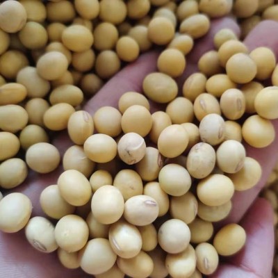 东北黄豆农家自种大豆生豆芽打豆浆小粒2024年新黄豆发豆芽的黄豆 1件图3