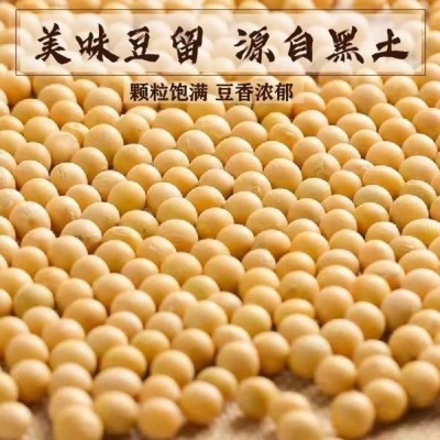 东北黄豆农家自种大豆生豆芽打豆浆小粒2024年新黄豆发豆芽的黄豆 1件图4