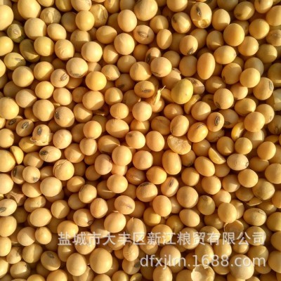 现货批发五谷杂粮粗粮 美工进口大黄豆 现磨豆浆粗粮豆制品原料 100吨图3