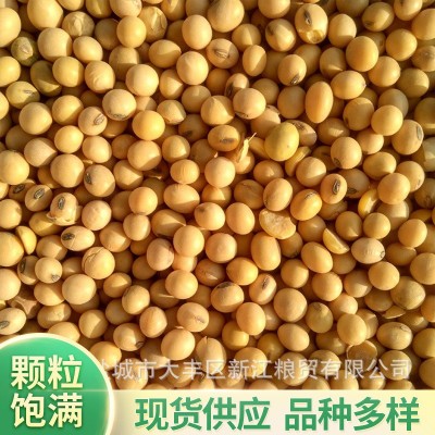 现货批发五谷杂粮粗粮 美工进口大黄豆 现磨豆浆粗粮豆制品原料 100吨