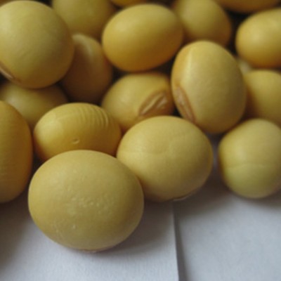 供应黄豆 大水豆（7月早）无杂质颗粒饱满 农家自种黄豆厂家 10吨图3