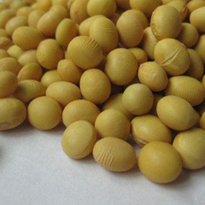 供应黄豆 大水豆（7月早）无杂质颗粒饱满 农家自种黄豆厂家 10吨