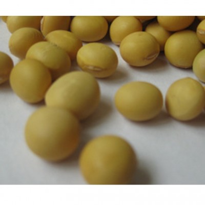 供应黄豆 大水豆（7月早）无杂质颗粒饱满 农家自种黄豆厂家 10吨图5