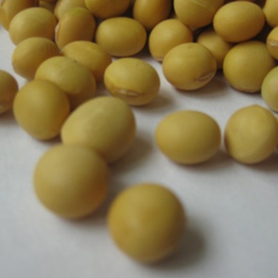 供应黄豆 大水豆（7月早）无杂质颗粒饱满 农家自种黄豆厂家 10吨图4