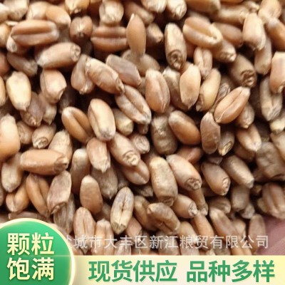农家自产小麦带皮小麦粒 饲料用小麦五谷杂粮磨面粉酿酒 5吨